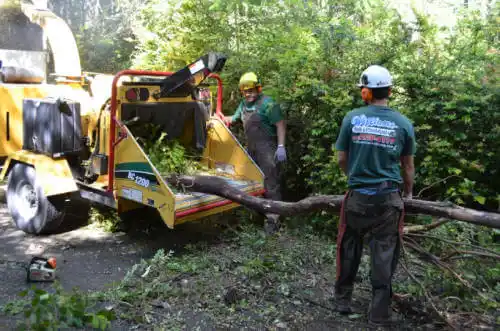 tree services Hercules